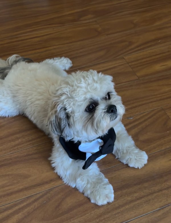 Lost Shih Tzu in Port Hueneme, CA