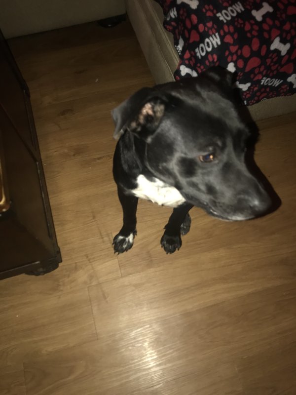 Found Dog in Baytown, TX