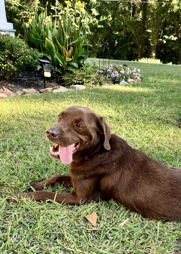 Found Labrador Retriever in Laceys Spring, AL