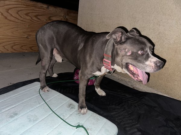 Found Pit Bull in Perris, California