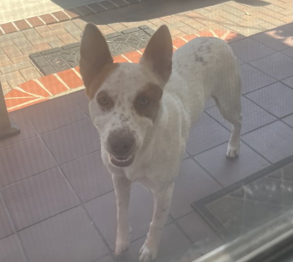 Lost Australian Cattle Dog 