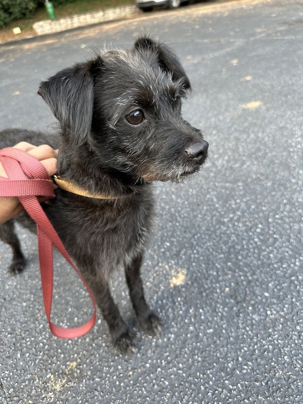 Found Airedale Terrier in Decatur, GA