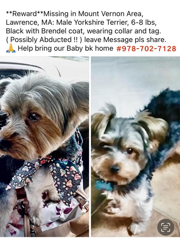 Stolen Yorkshire Terrier in Lawrence, MA