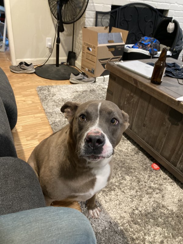 Lost Pit Bull in Fair Oaks, CA