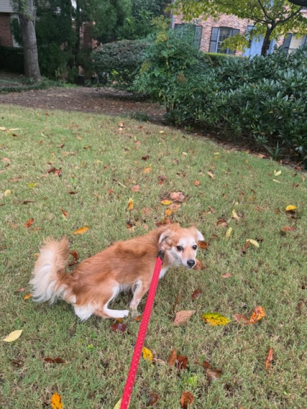 Found Dachshund in Atlanta, GA