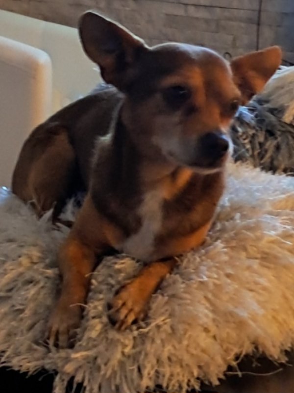 Lost Chihuahua in Denver, CO