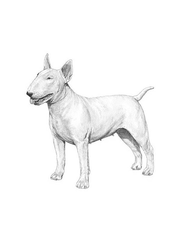 Lost Bull Terrier in Crosby, TX