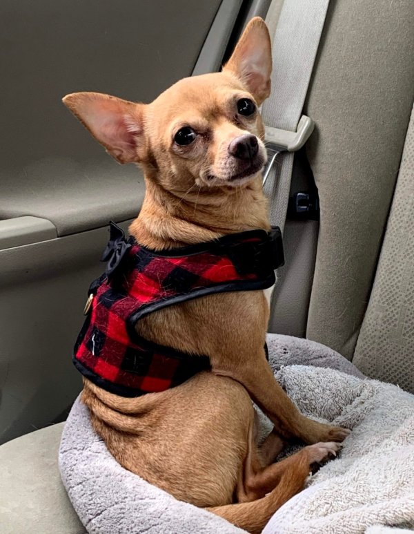 Lost Chihuahua in Houston, TX