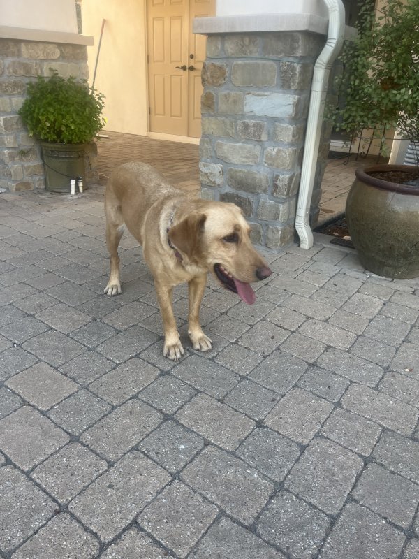 Found Labrador Retriever in California