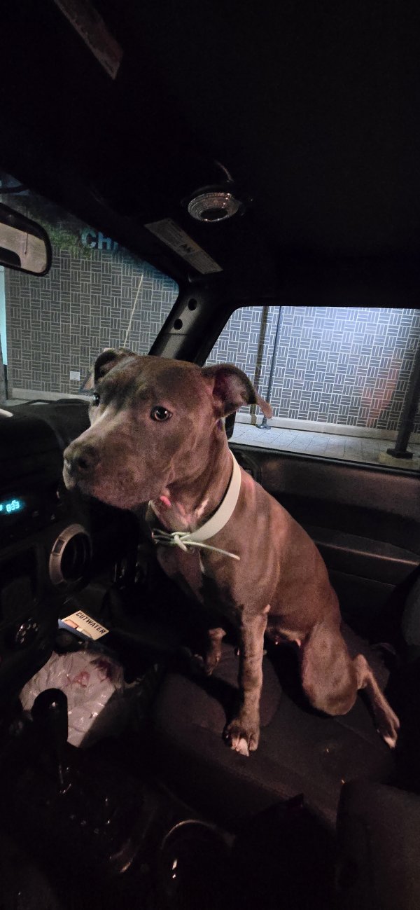 Found Pit Bull in Chicago, IL