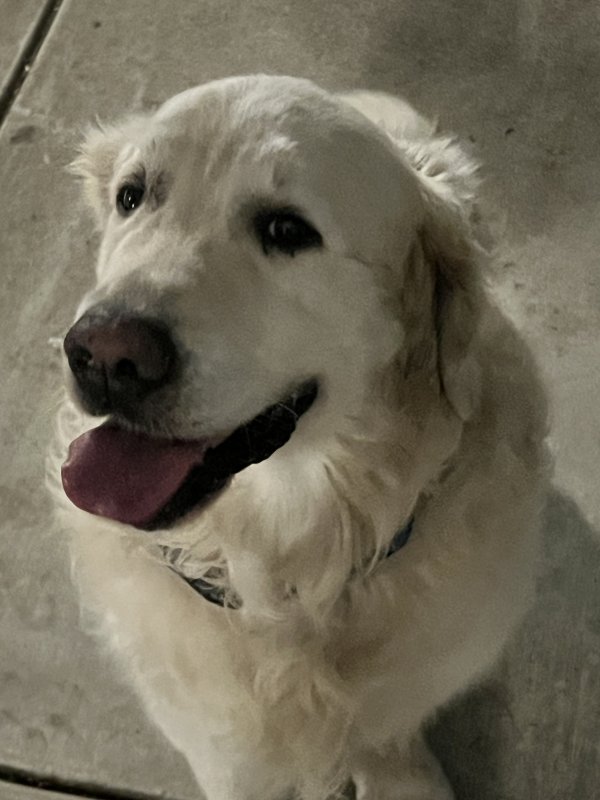 Found Golden Retriever in Lafayette, CA