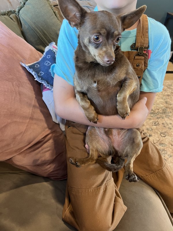 Found Chihuahua in Strasburg, CO