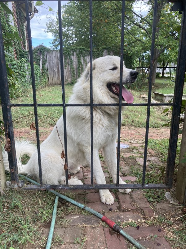 Found Dog in Chattanooga, TN