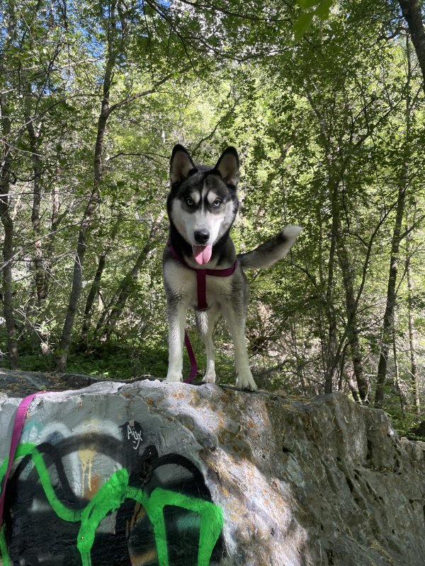 Lost Siberian Husky in Pleasant Grove, UT