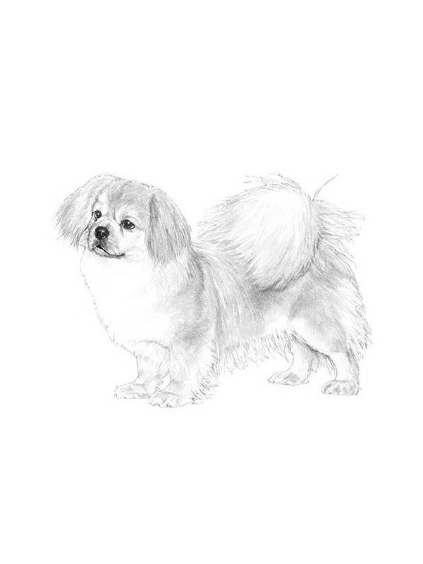 Lost Tibetan Spaniel in Johns Island, SC