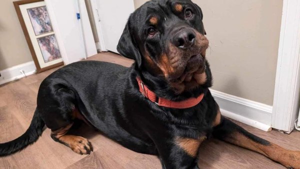 Lost Rottweiler in Alabama