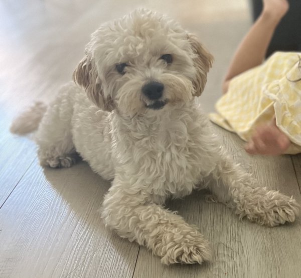 Lost Maltese in California