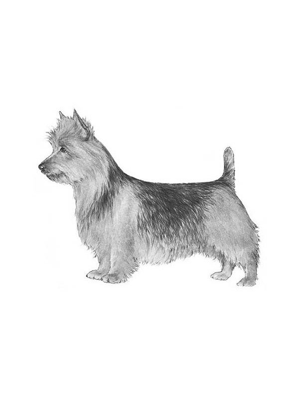 Stolen Australian Terrier in Johns Island, SC