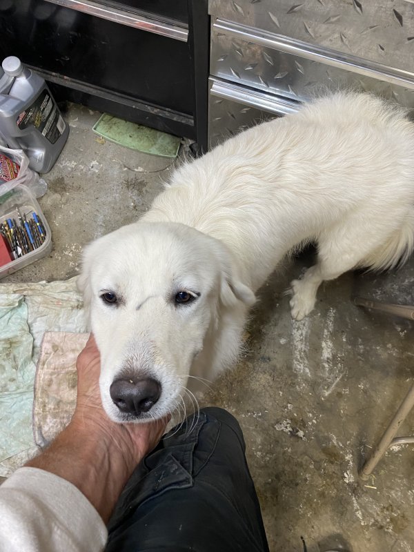 Found Labrador Retriever in Byron, CA