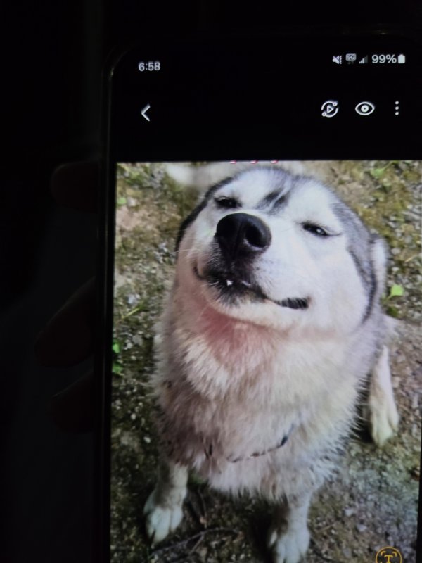 Lost Siberian Husky in Burt, MI