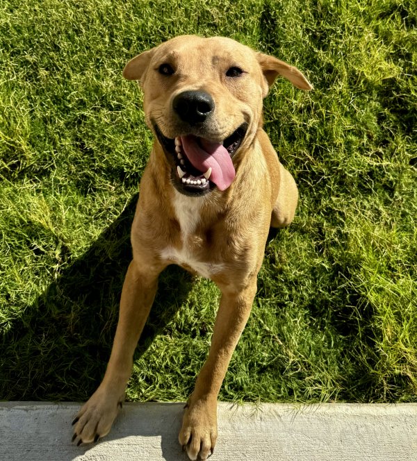 Found Labrador Retriever in San Antonio, TX