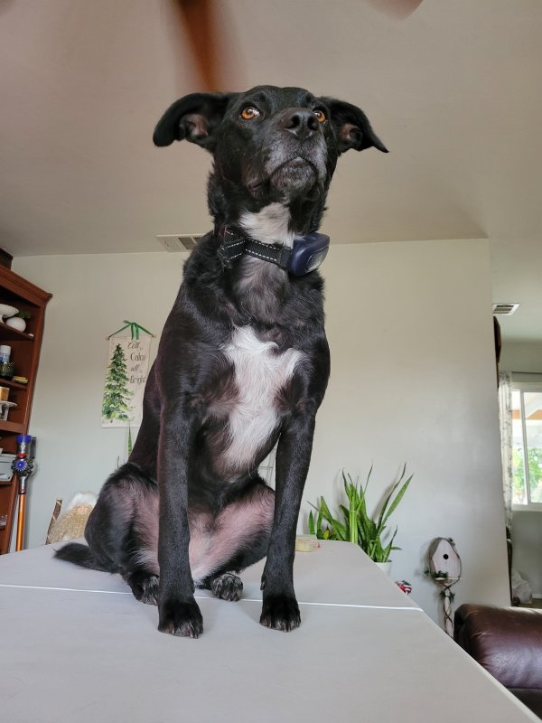 Lost Australian Cattle Dog in Brea, CA