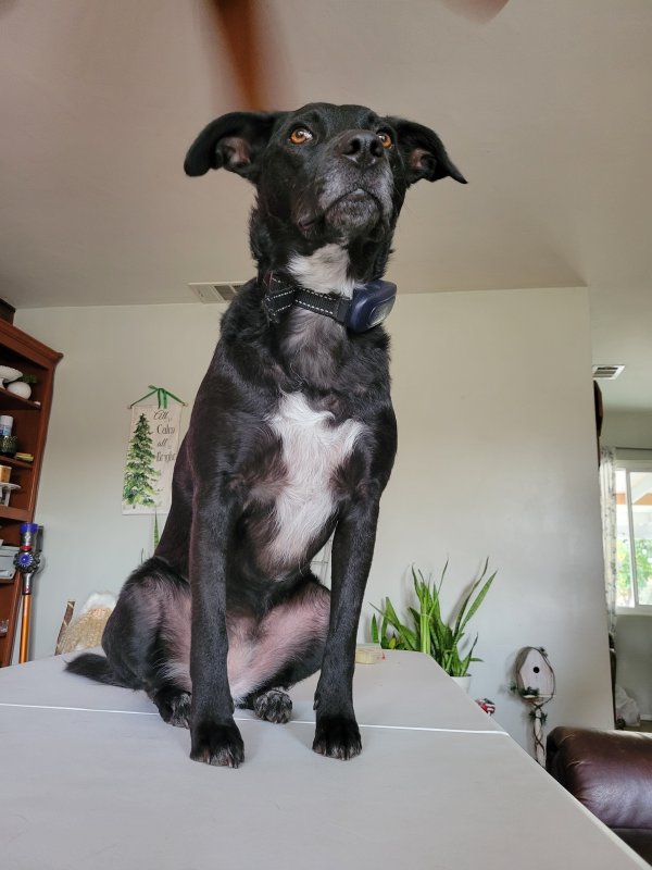 Lost Australian Cattle Dog 
