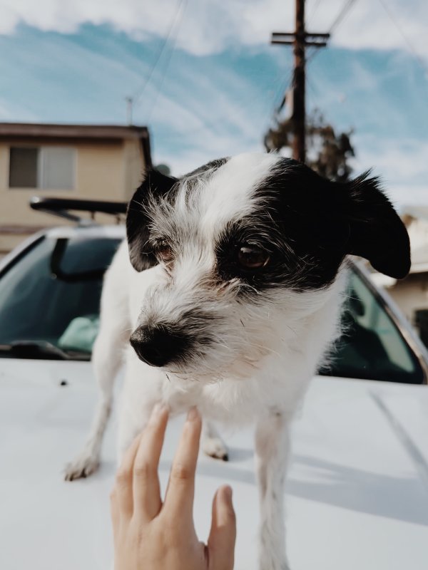 Lost Jack Russell Terrier in Riverside, CA