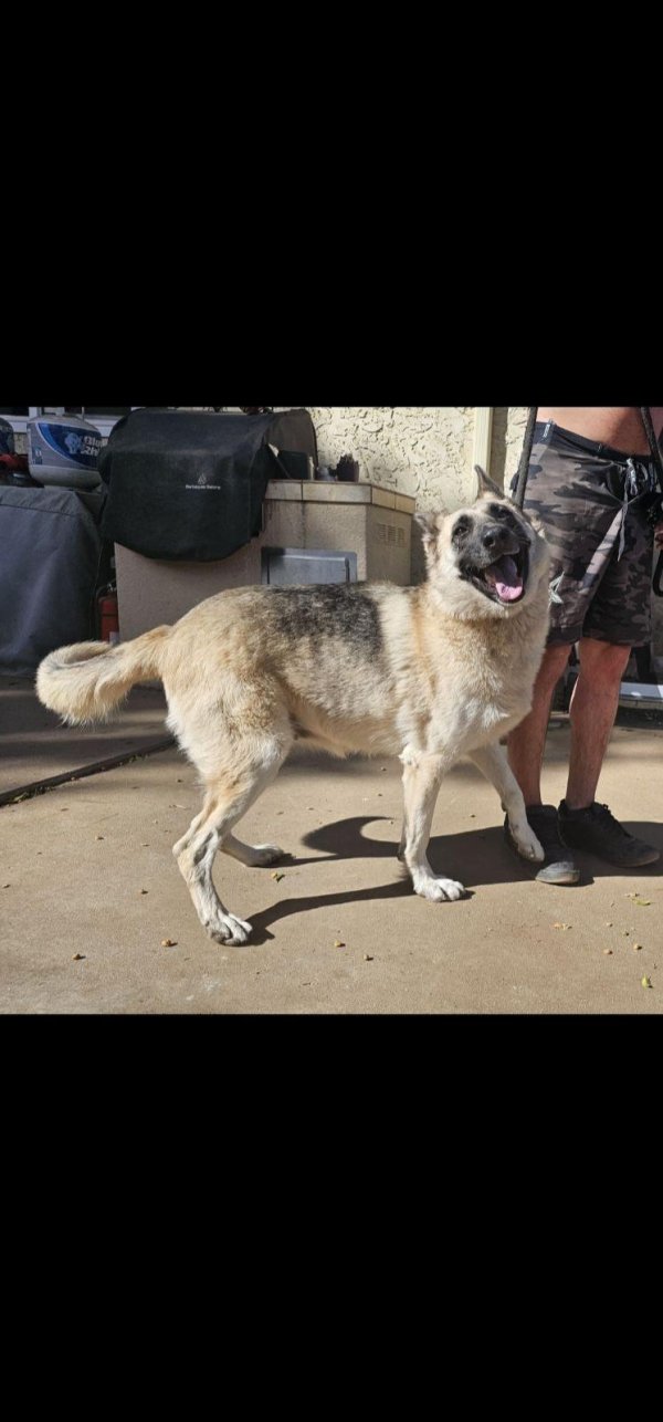 Found German Shepherd Dog in California