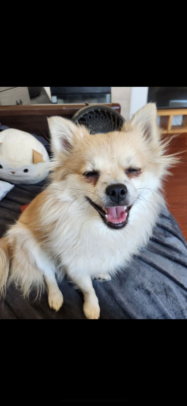 Lost Pomeranian in Palmdale, CA