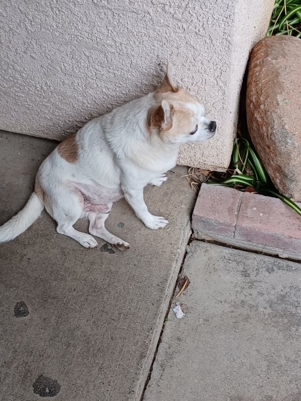 Lost Chihuahua in Sacramento, California