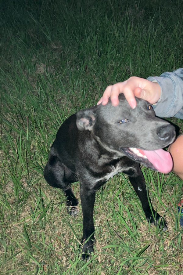 Found Labrador Retriever in Texas