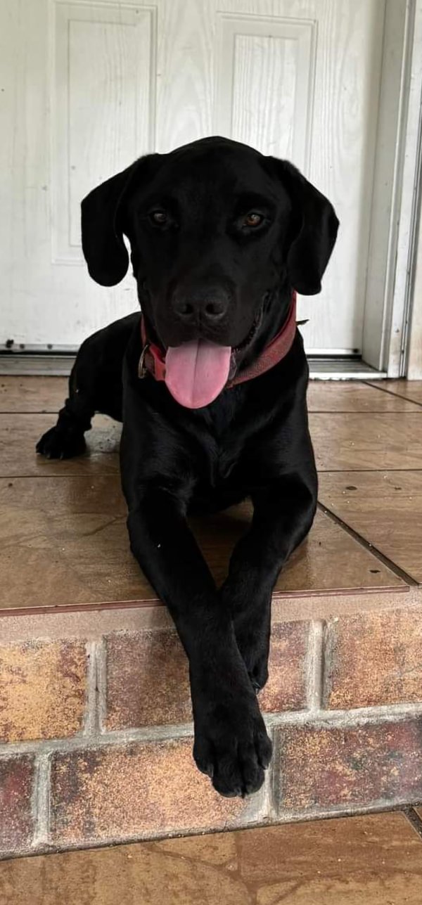 Lost Labrador Retriever in Wimauma, FL