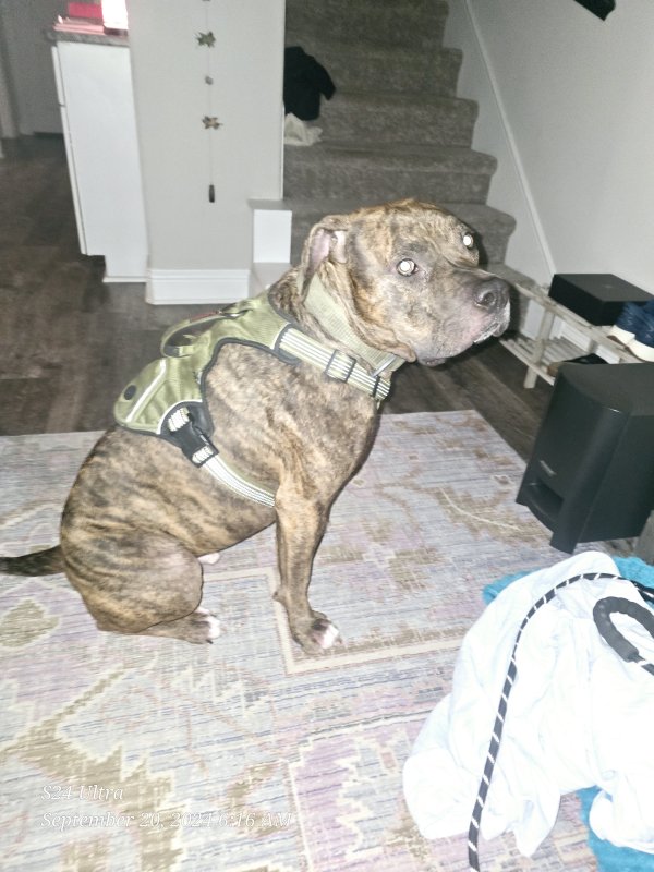 Found American Staffordshire Terrier 