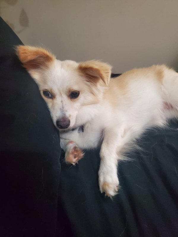 Lost Mutt in Bothell, WA