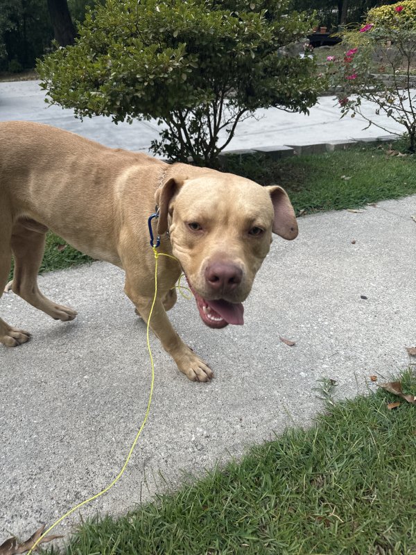 Found Pit Bull in Snellville, GA