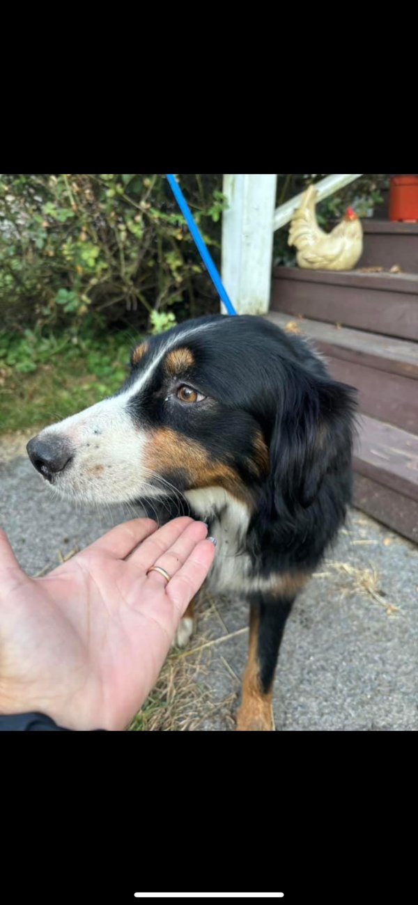 Found Border Collie in Georgetown, NY