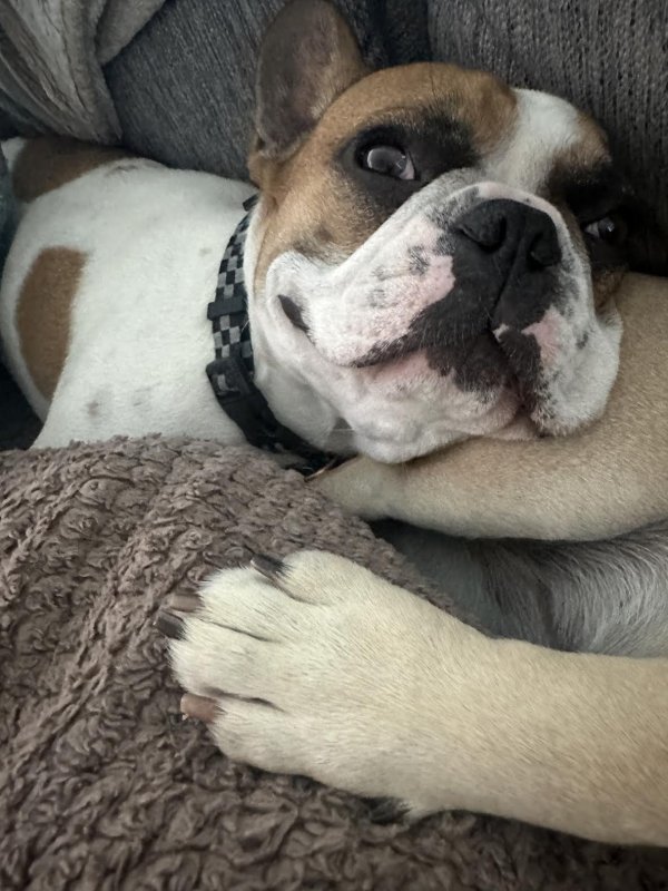 Lost French Bulldog in Plano, TX