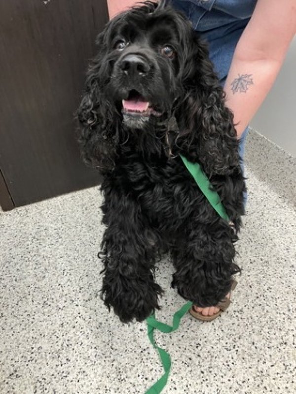 Found Cocker Spaniel in Atlanta, GA