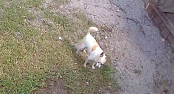 Lost Chihuahua in New Port Richey, FL