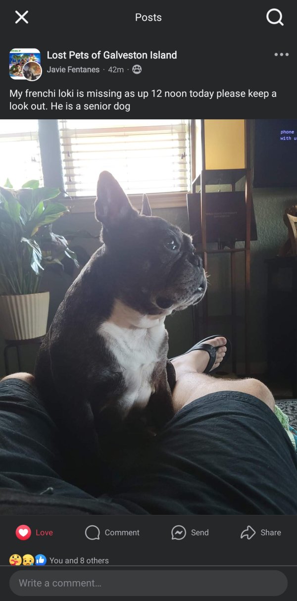 Lost French Bulldog in Texas