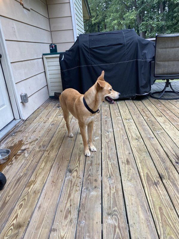 Found Mutt in Chattanooga, TN