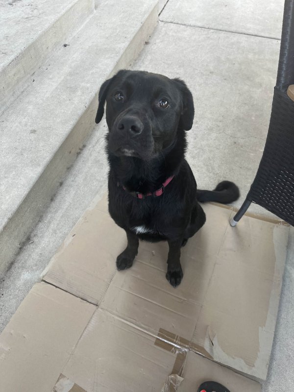 Found Labrador Retriever in California