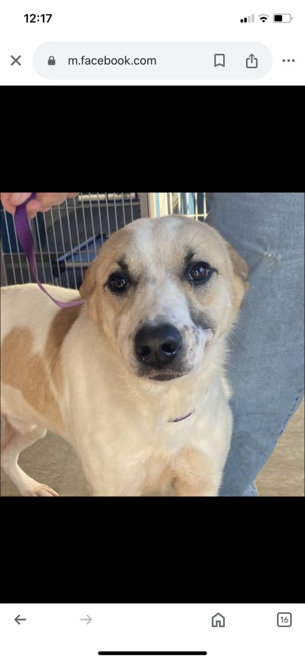 Lost Anatolian Shepherd Dog 