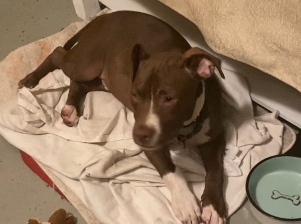 Lost Pit Bull in San Antonio, FL