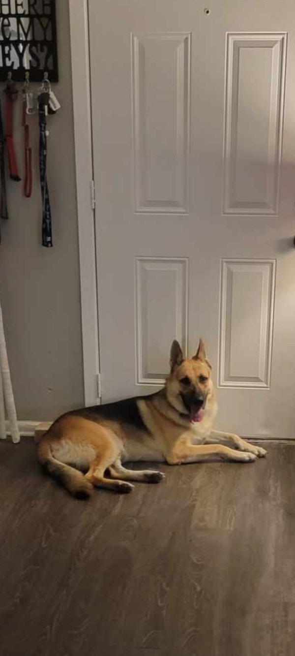 Found German Shepherd Dog in Arlington, Texas