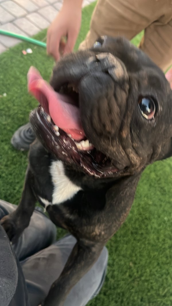 Found French Bulldog in Phoenix, AZ