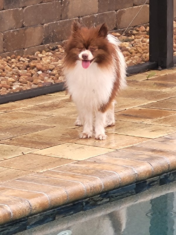 Found Pomeranian in Spring Hill, FL