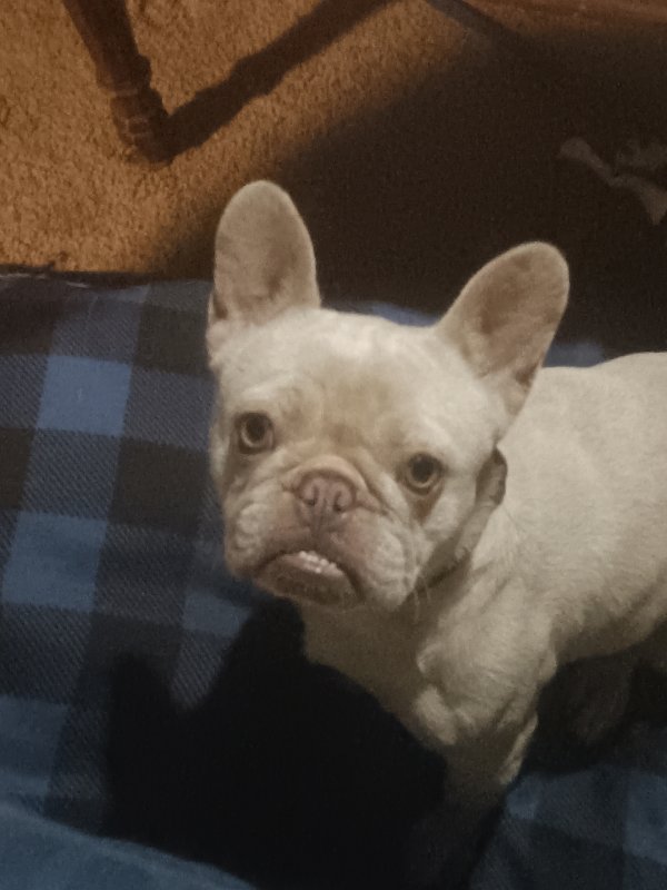 Stolen French Bulldog in Wichita, KS