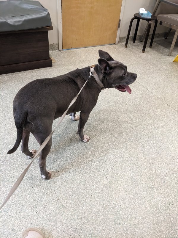 Found Pit Bull in Duluth, GA